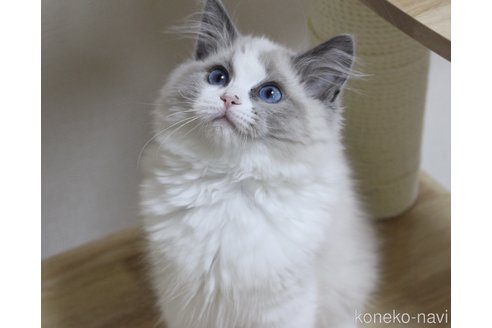 成約済の山梨県のラグドール-111578の1枚目